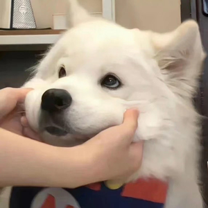 穿开档丝袜操逼逼
