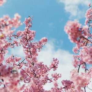 穿开档丝袜操逼逼
